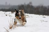 BERGER AUSTRALIEN PUPPIES 521